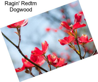 Ragin\' Redtm Dogwood