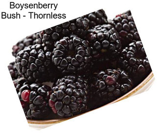 Boysenberry Bush - Thornless