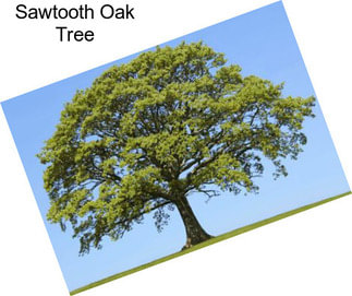 Sawtooth Oak Tree