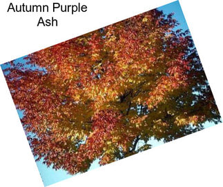 Autumn Purple Ash