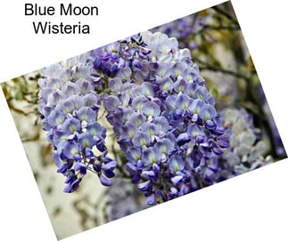 Blue Moon Wisteria