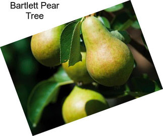 Bartlett Pear Tree