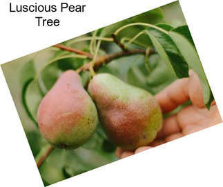 Luscious Pear Tree