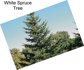 White Spruce Tree