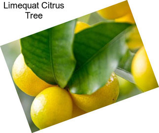 Limequat Citrus Tree