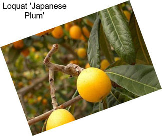 Loquat \'Japanese Plum\'