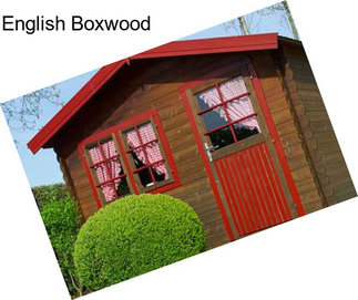 English Boxwood