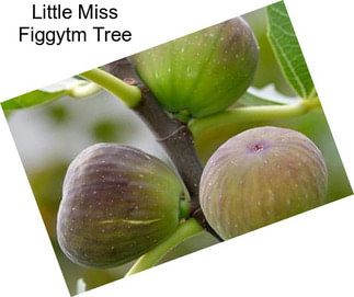 Little Miss Figgytm Tree