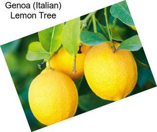 Genoa (Italian) Lemon Tree