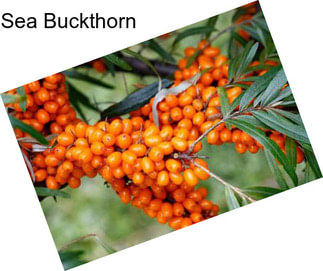 Sea Buckthorn