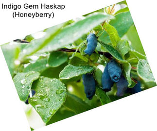 Indigo Gem Haskap (Honeyberry)