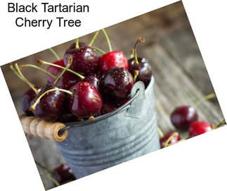 Black Tartarian Cherry Tree