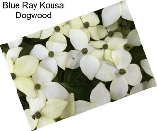 Blue Ray Kousa Dogwood
