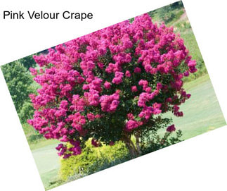 Pink Velour Crape