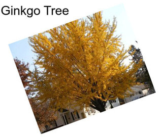 Ginkgo Tree