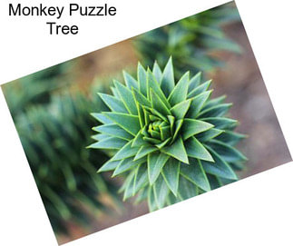 Monkey Puzzle Tree