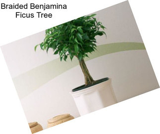 Braided Benjamina Ficus Tree