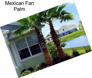 Mexican Fan Palm