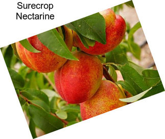 Surecrop Nectarine