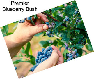 Premier Blueberry Bush