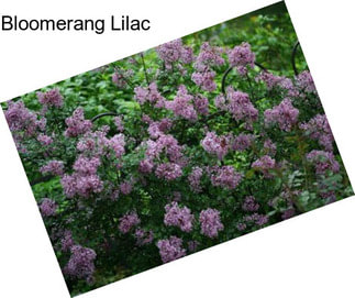 Bloomerang Lilac