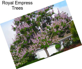 Royal Empress Trees