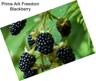 Prime Ark Freedom Blackberry