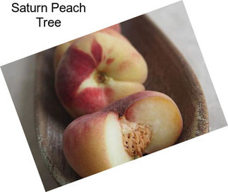 Saturn Peach Tree