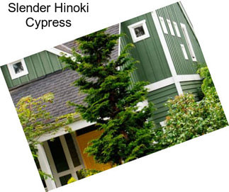 Slender Hinoki Cypress