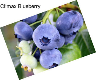 Climax Blueberry