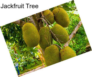 Jackfruit Tree