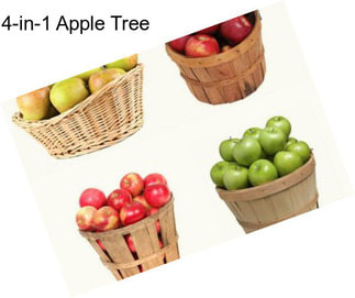 4-in-1 Apple Tree