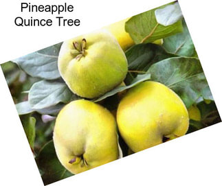 Pineapple Quince Tree