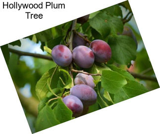 Hollywood Plum Tree