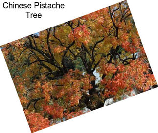 Chinese Pistache Tree