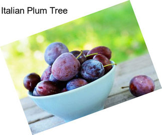 Italian Plum Tree