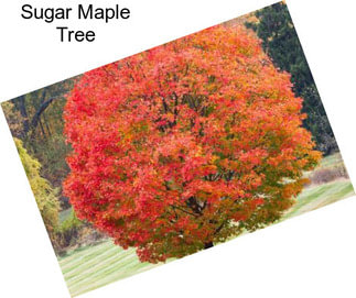 Sugar Maple Tree