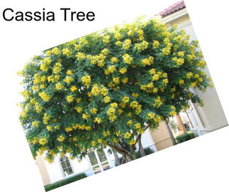 Cassia Tree