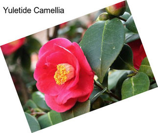 Yuletide Camellia