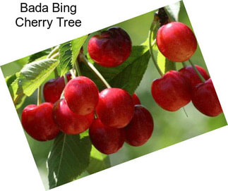 Bada Bing Cherry Tree