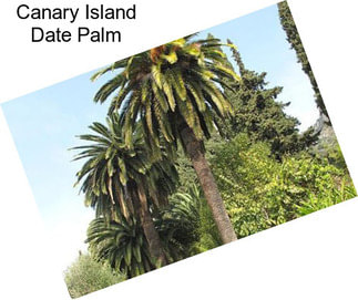 Canary Island Date Palm