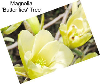 Magnolia \'Butterflies\' Tree