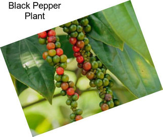 Black Pepper Plant