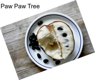 Paw Paw Tree