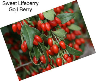 Sweet Lifeberry Goji Berry