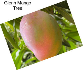 Glenn Mango Tree