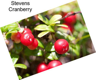 Stevens Cranberry