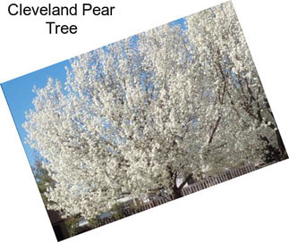 Cleveland Pear Tree