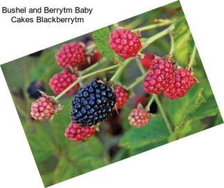 Bushel and Berrytm Baby Cakes Blackberrytm