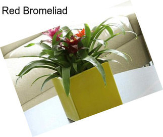 Red Bromeliad